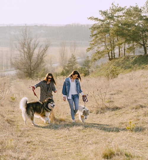 PETFRIENDLY Carrusel 03